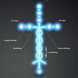 laminin